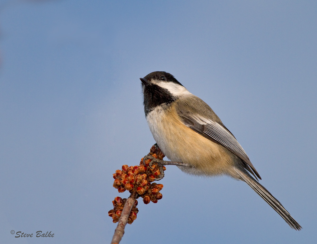 Chickadee