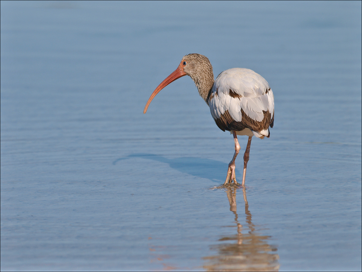 White Ibis Juvi
