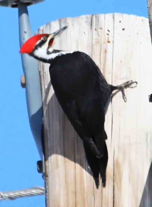 Pileated Woodpecker