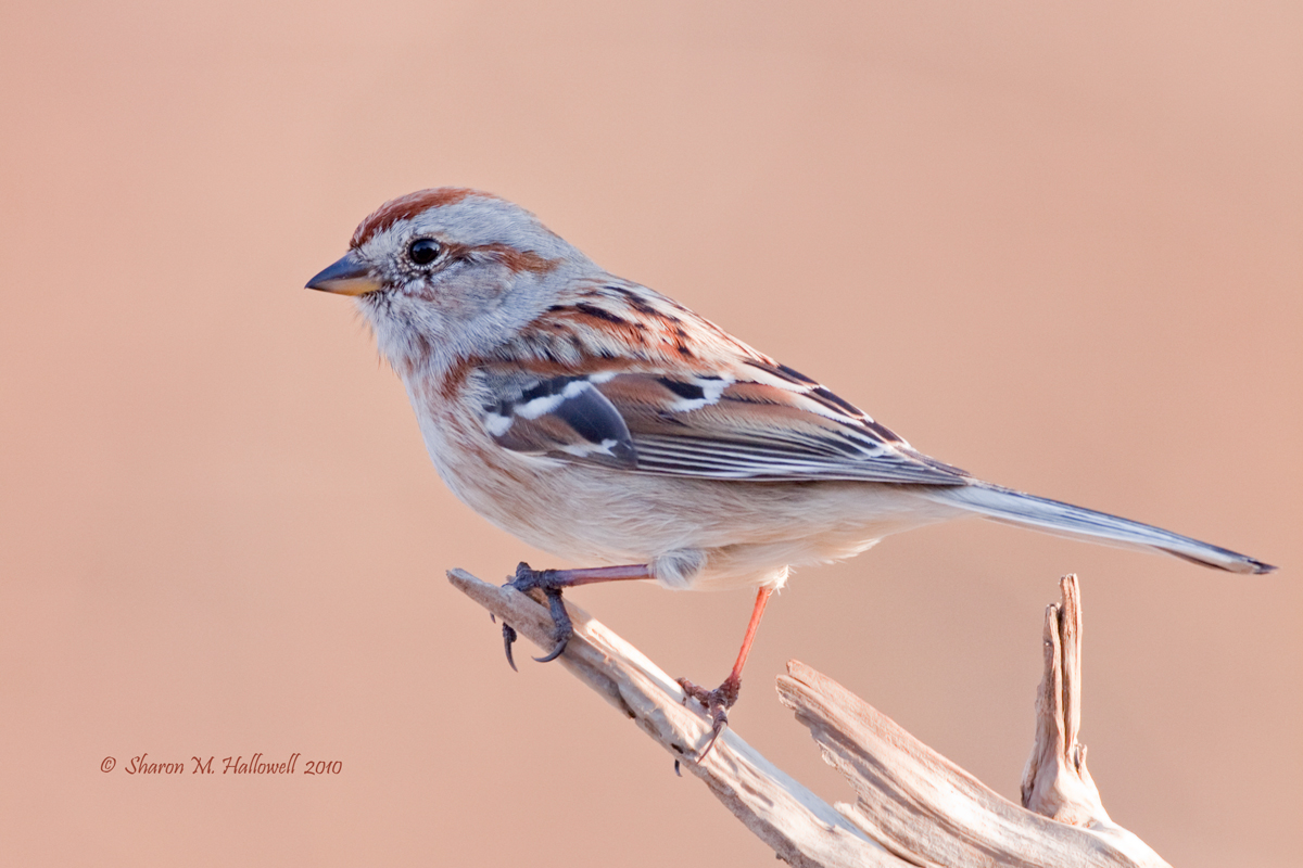 American Tree Sparrow