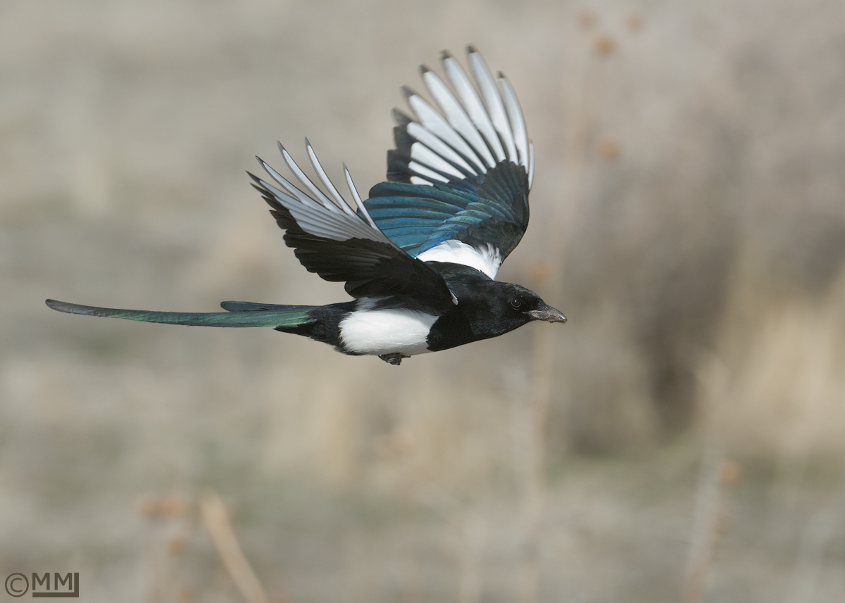 Black-billed Magpie