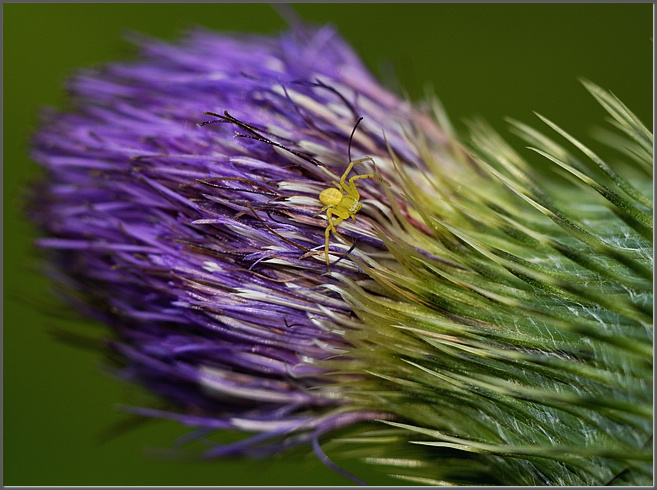 Bull thistle