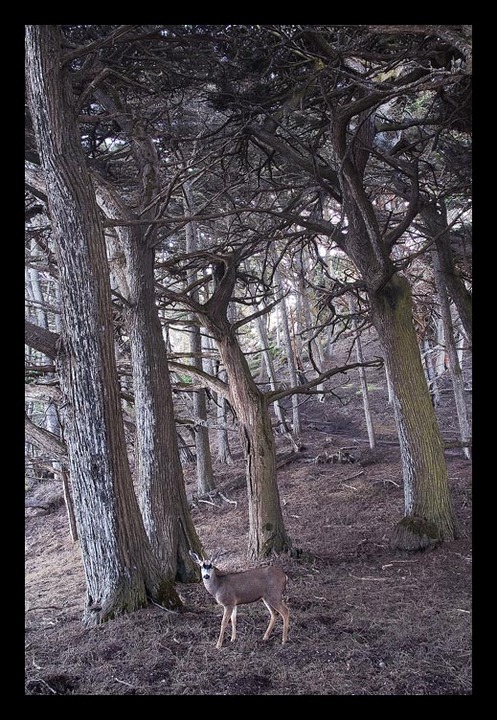 Enchanted Forest