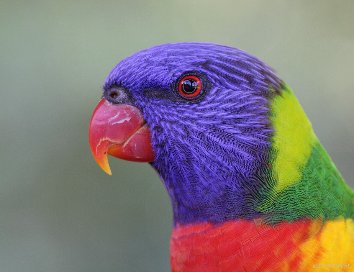 Rainbow Lorikeet