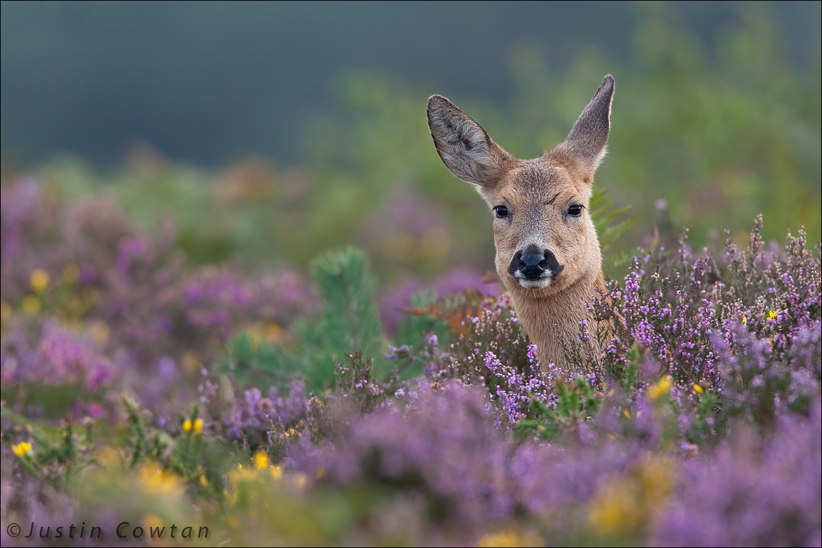 Roe doe