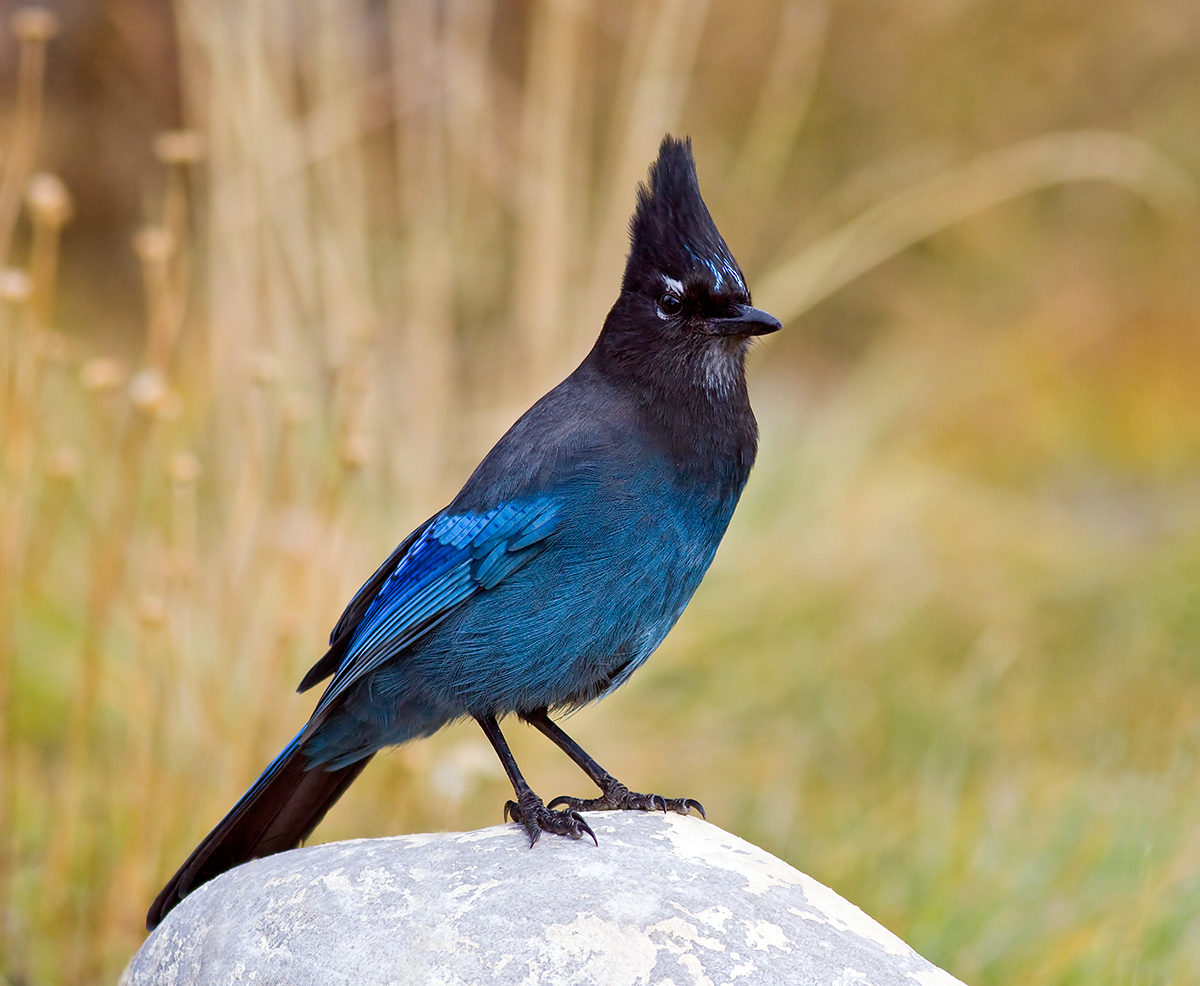 Steller's Jay