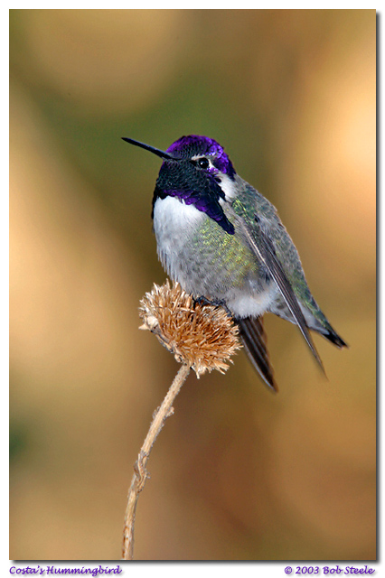 Costa's Hummingbird