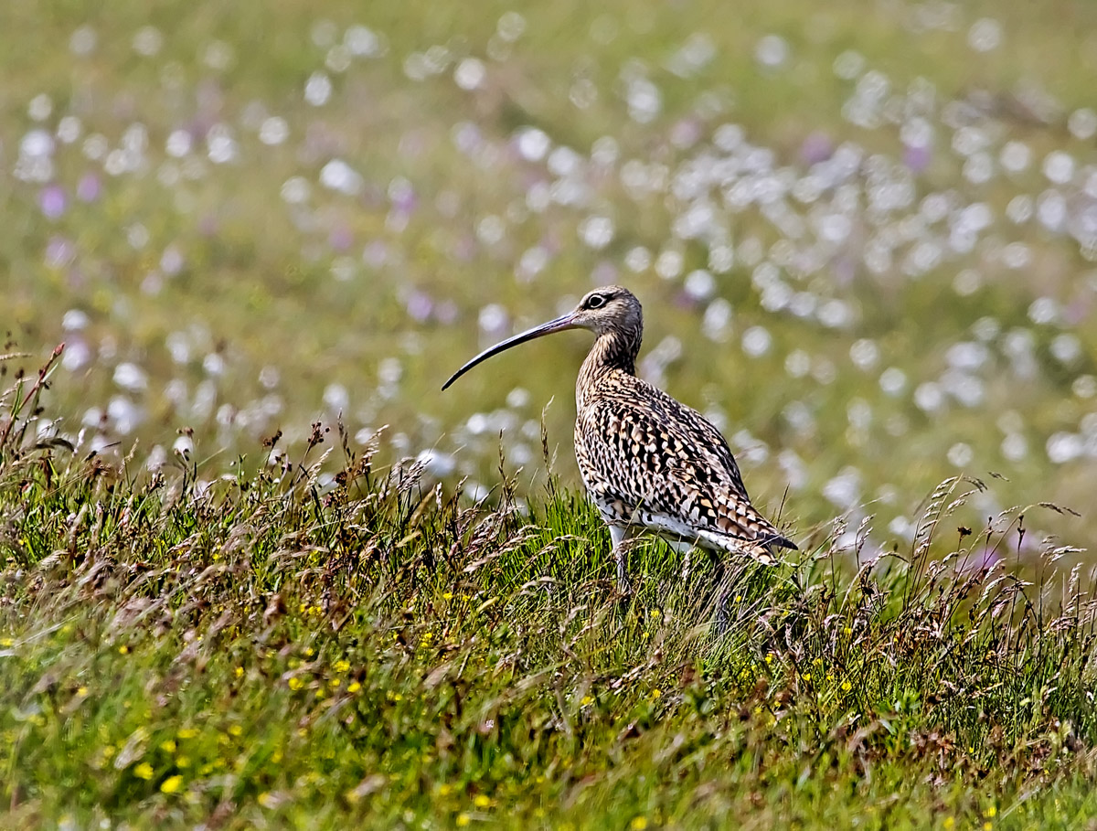 Eurasian Curlew