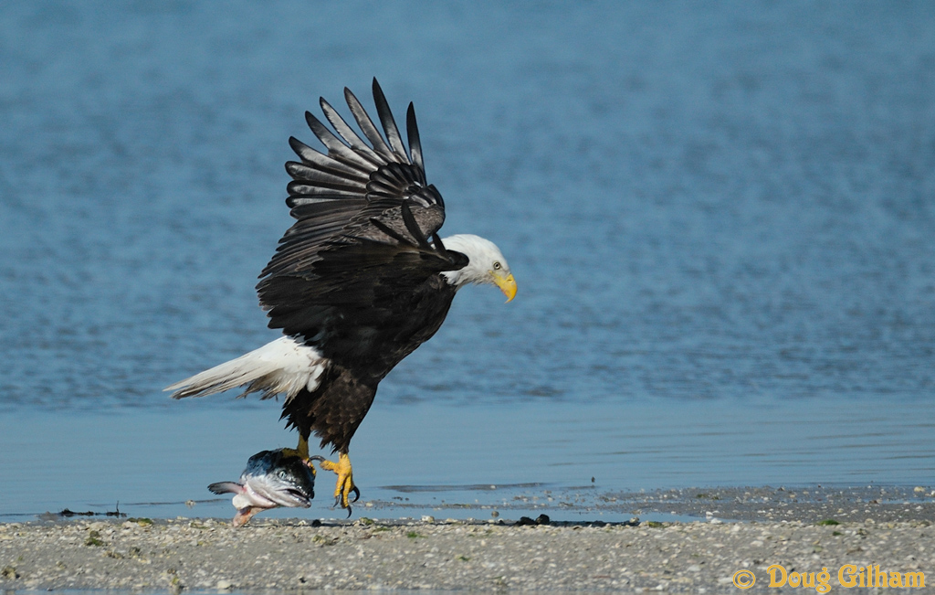 Bald Eagle w/fish