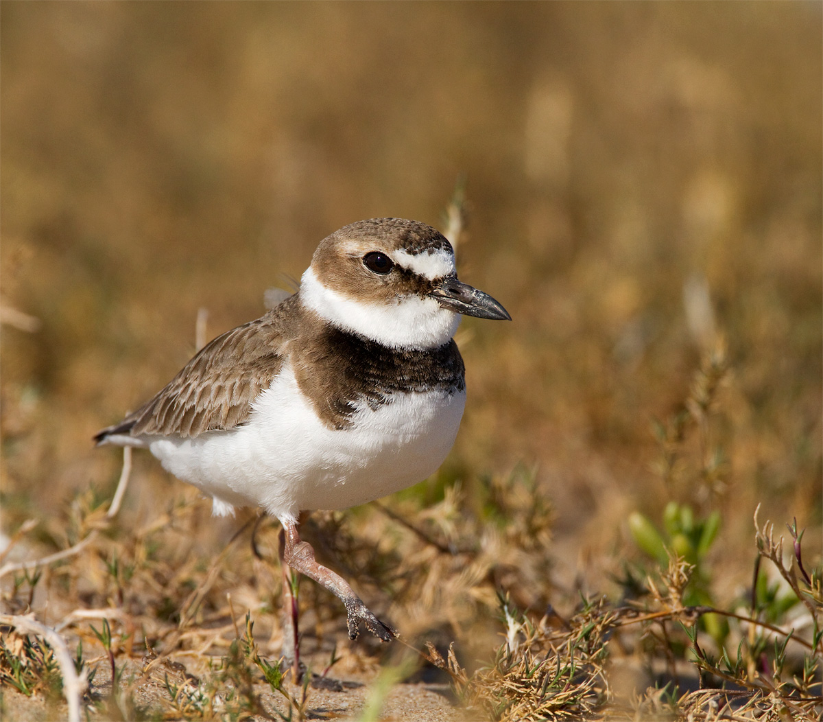 Wilson's Plover