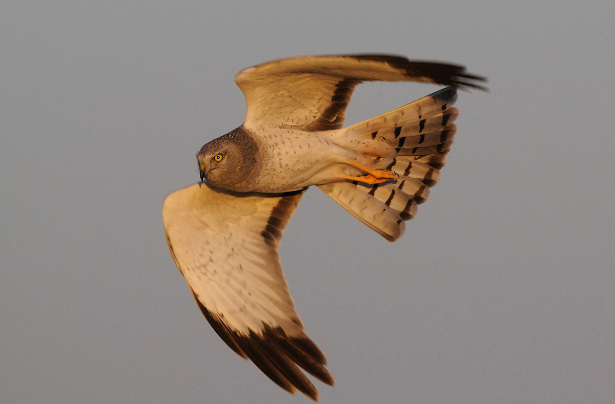 hunting late