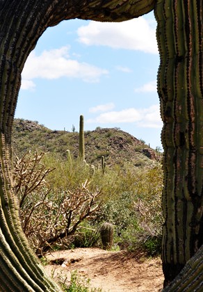 Framed by a Saguaro