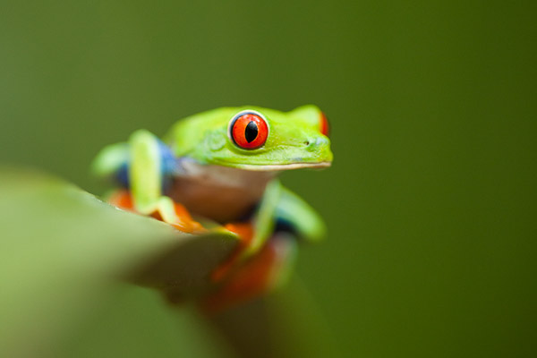 Red-eyed tree frog