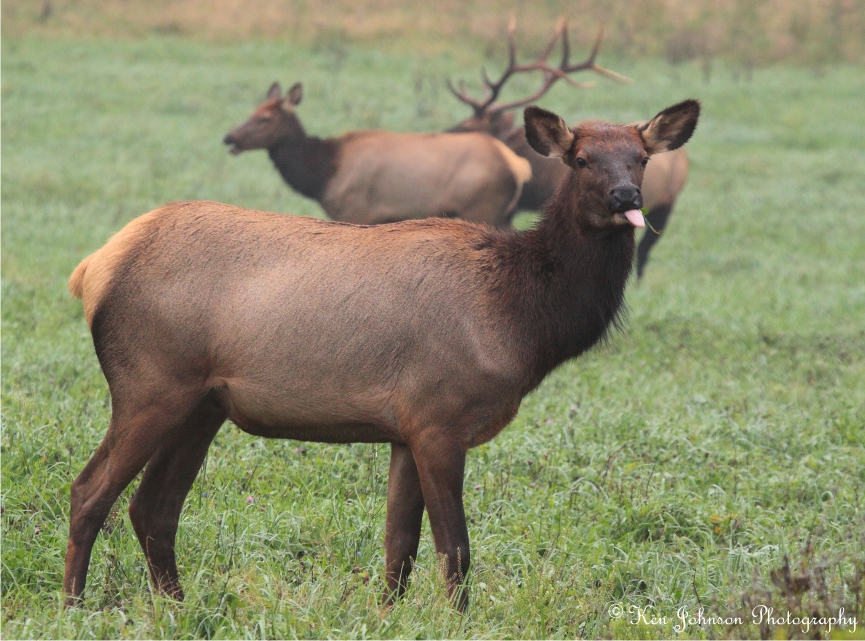 Arkansas Elk