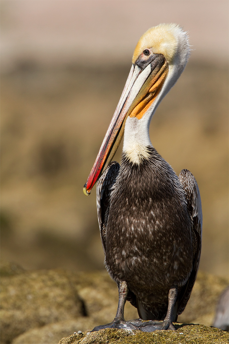 Brown Pelican
