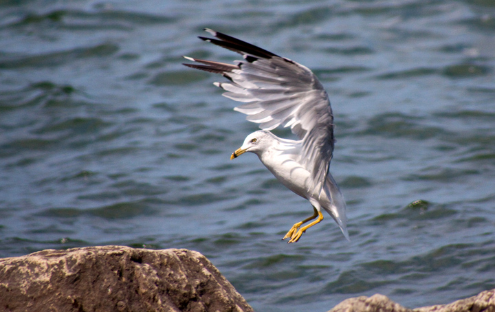 Wind Beneath My Wings...