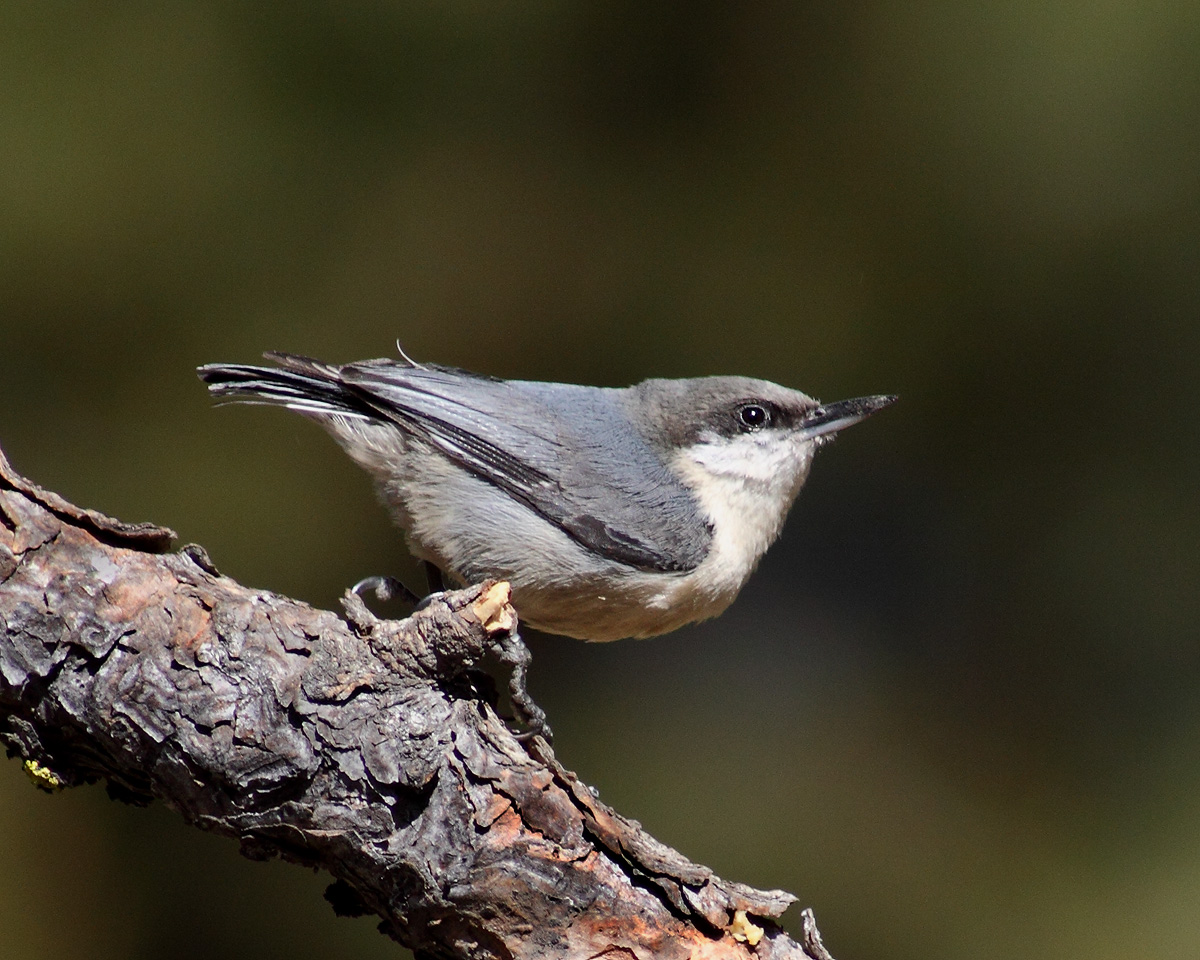 Pygmy Nuthatch