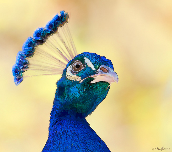 Peacock
