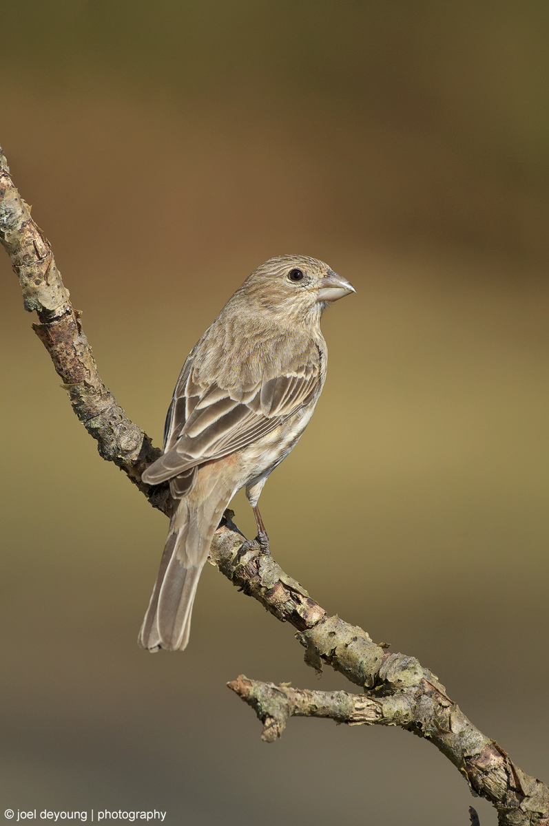 House Finch