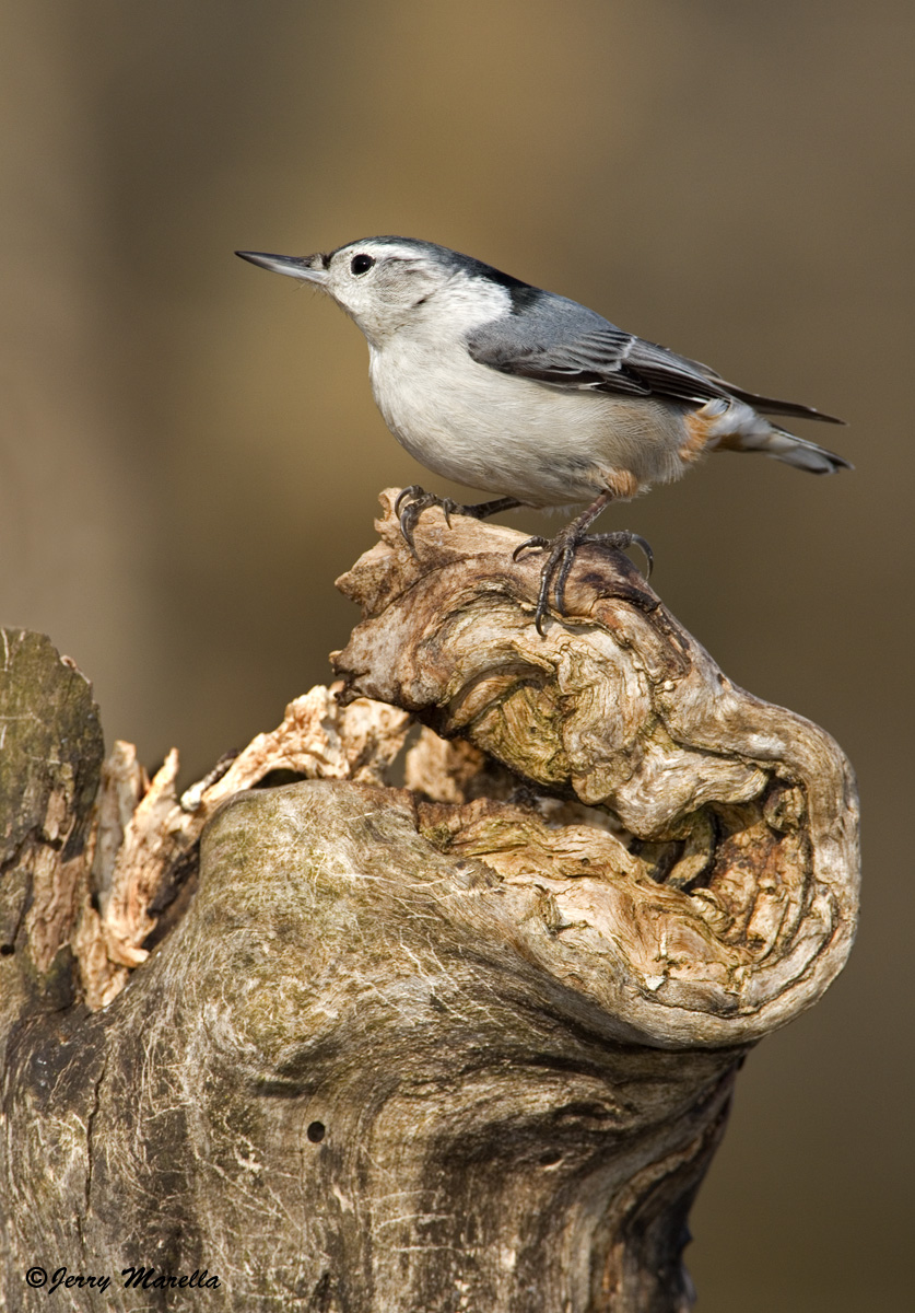 WB Nuthatch - question