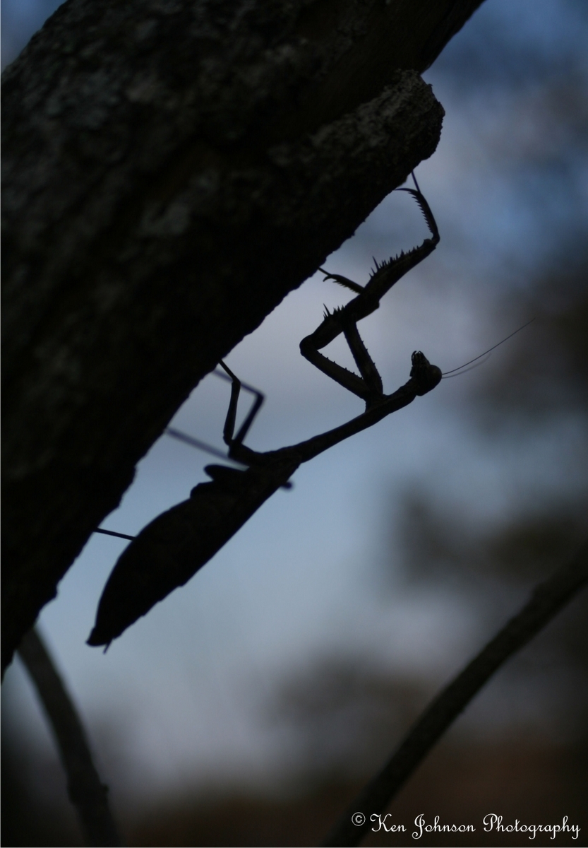 Praying Mantis