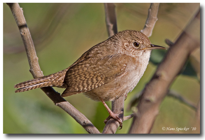 House Wren
