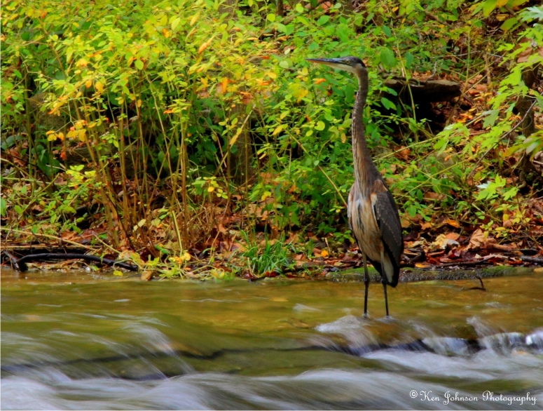 Blue Heron Another View