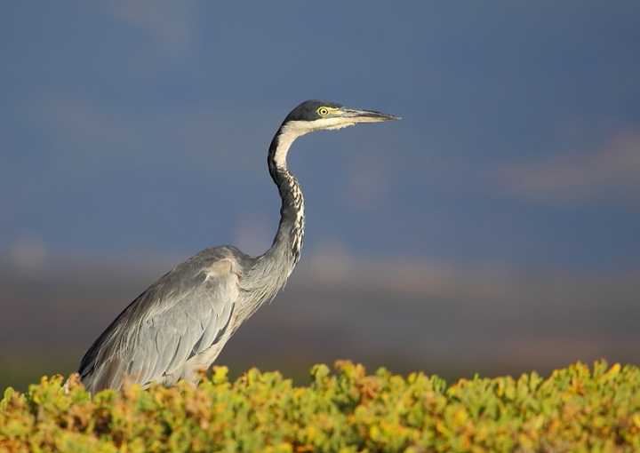 Black Headed Heron