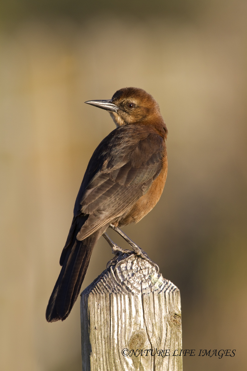 Female  Grackle?