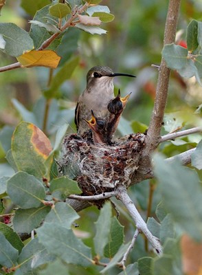 Hummingbird Family + repost