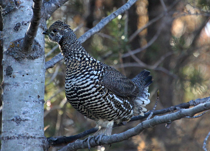 Spruce Grouse 
