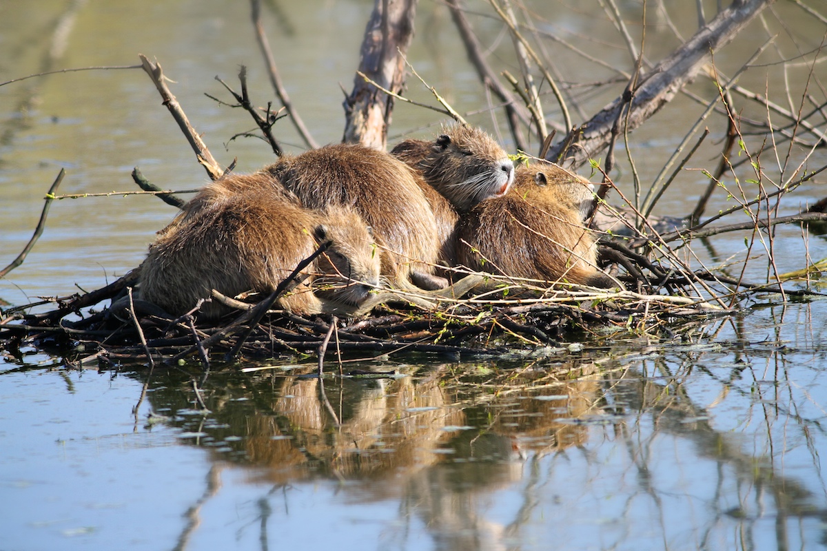 Napping Nutreas