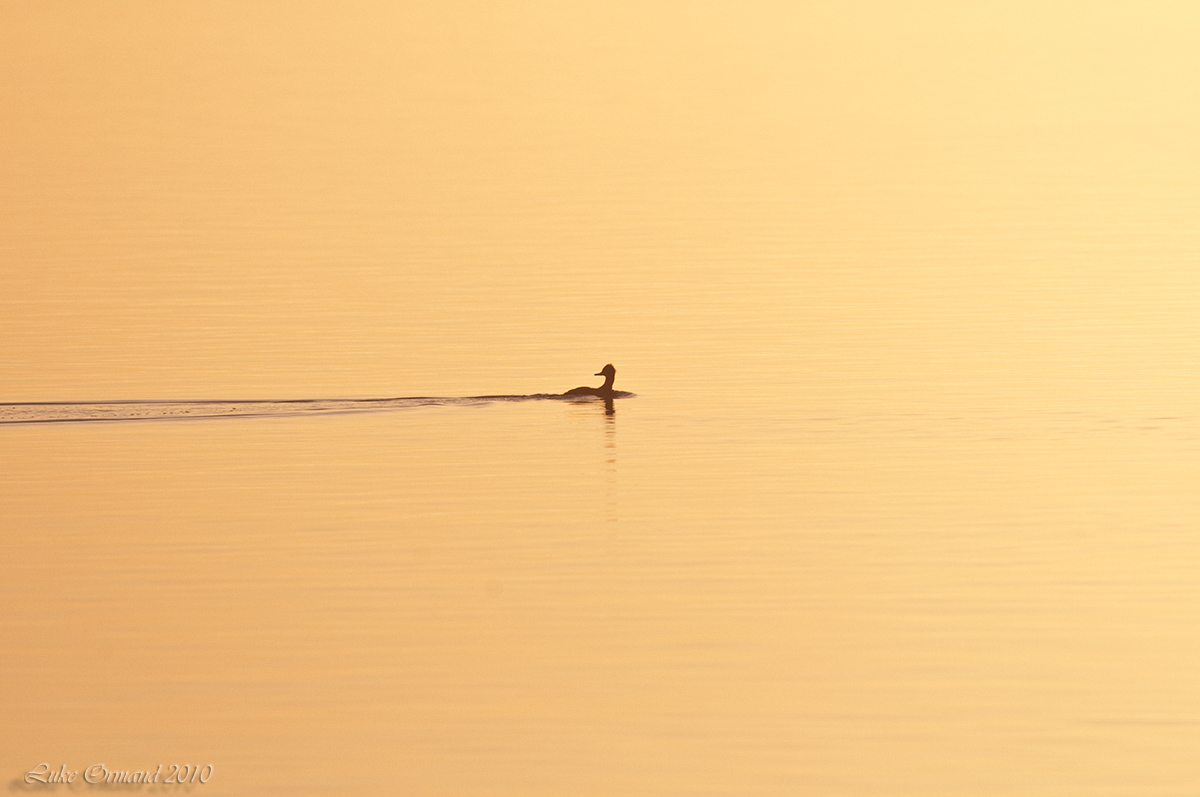 Sunset Merganser