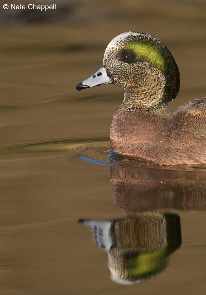 American Wigeon