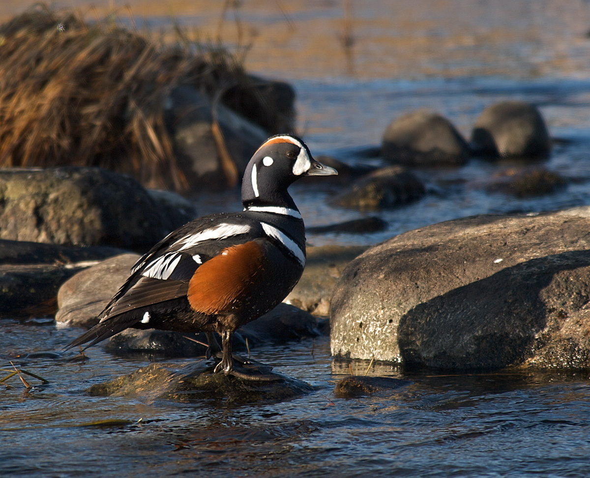 Harlequin Duck Drake