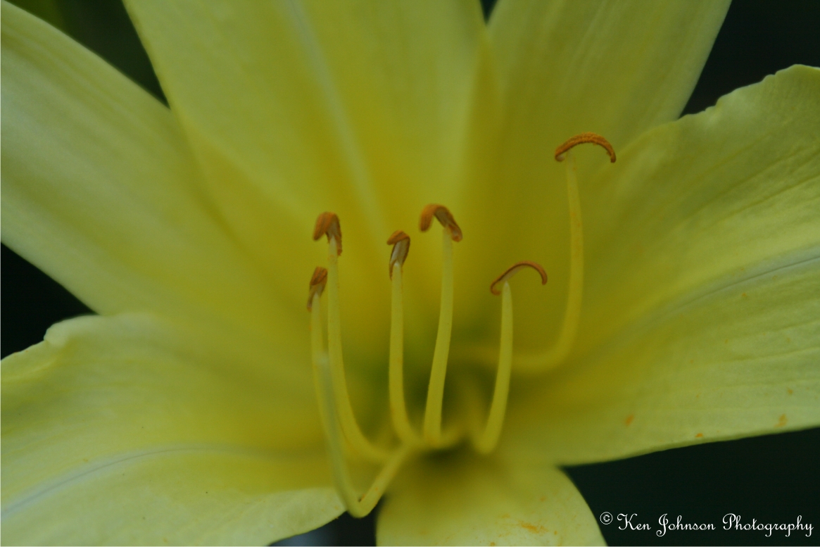 Yellow Close-Up