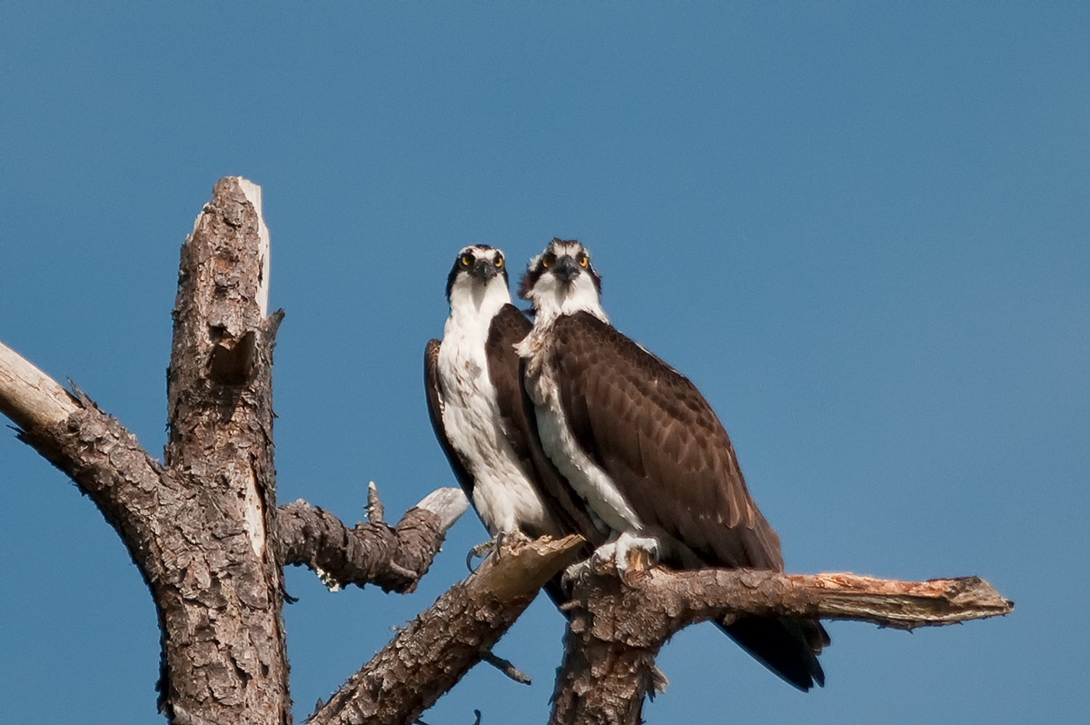 Mated Pair