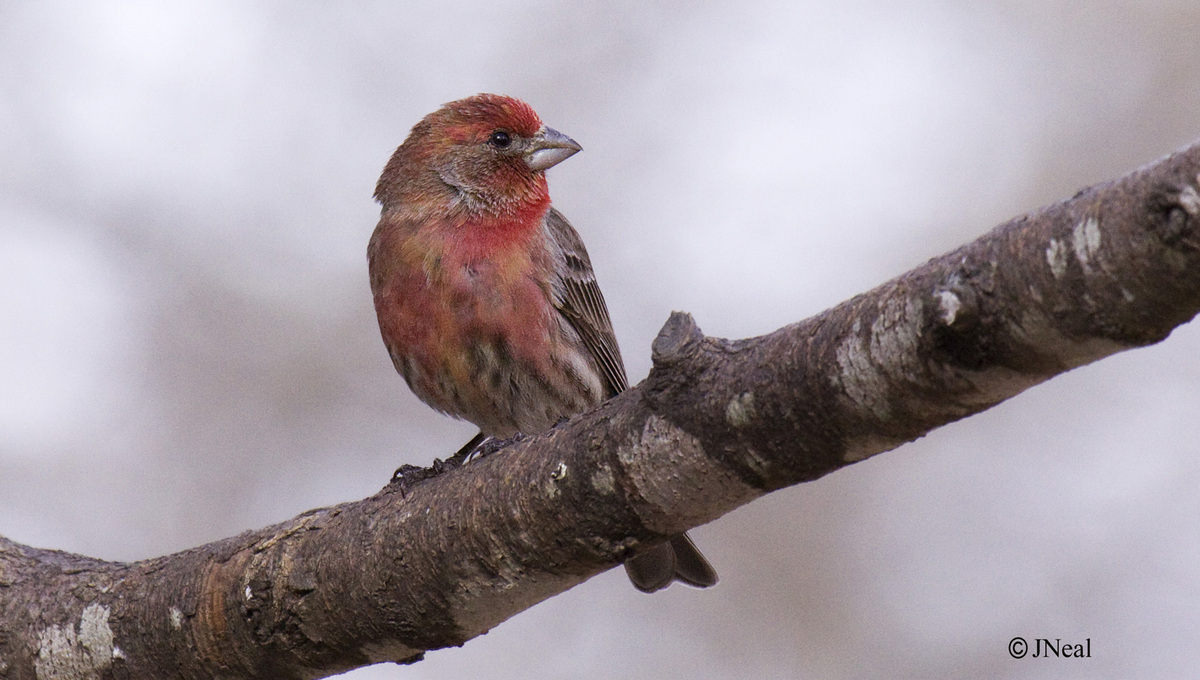 House[Red]Finch