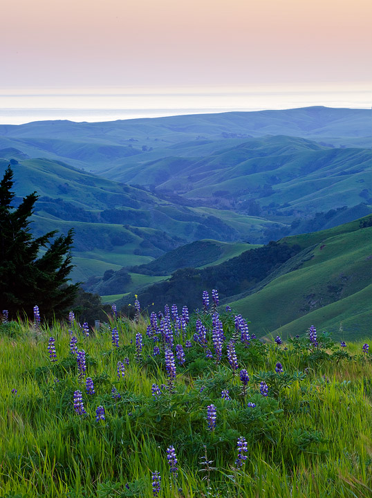 Lupines in Cambria