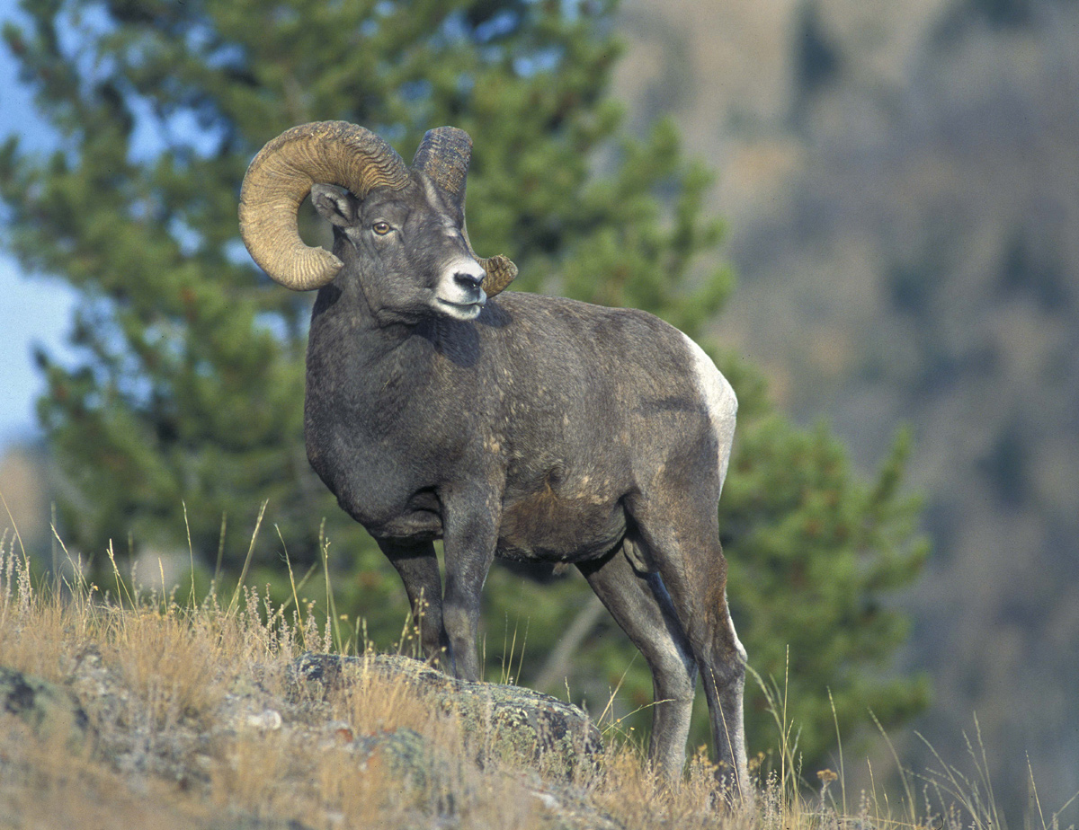Bighorn ram