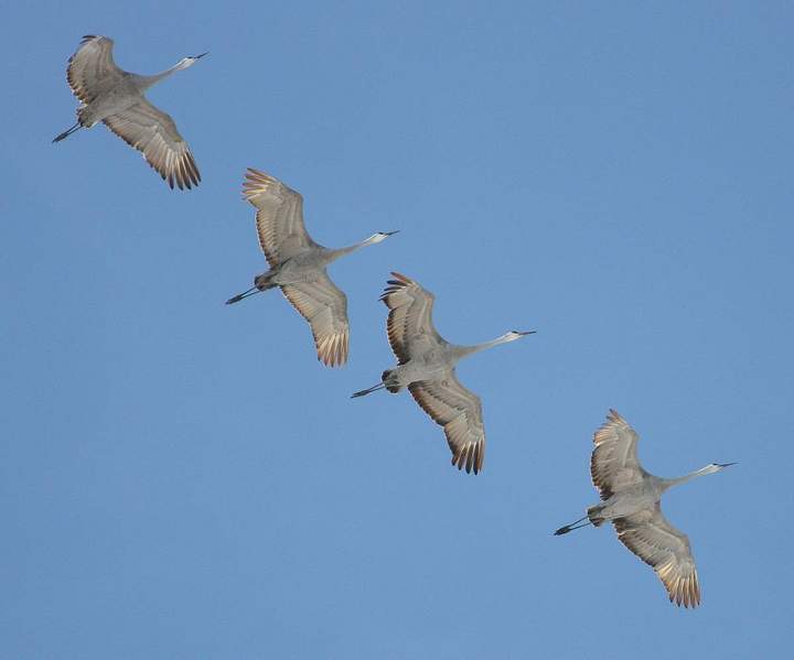 Sandhill Crane Migration