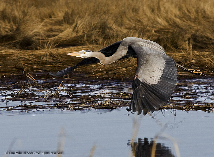 Blue Heron in flight