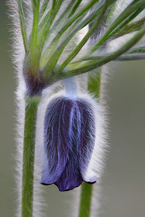 Pasqueflower