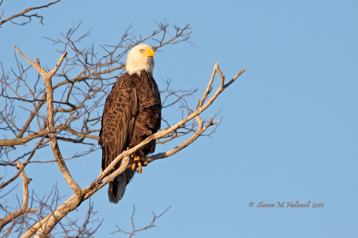 Bald Eagle