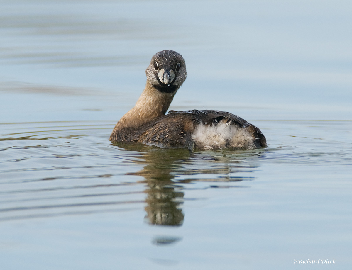Pied-billed Grebe