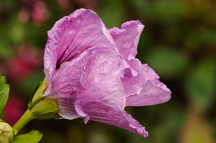 Resilient Hibiscus