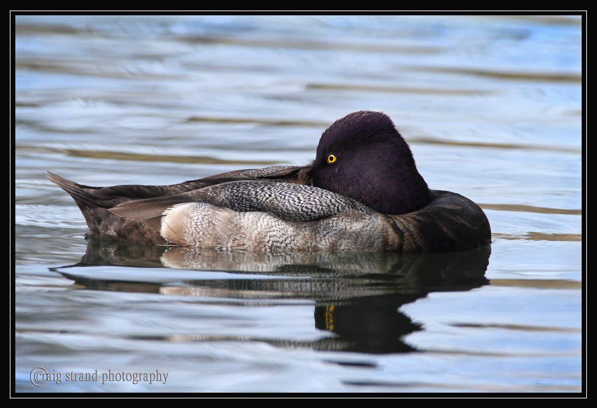 Lesser Scaup  with REPOST