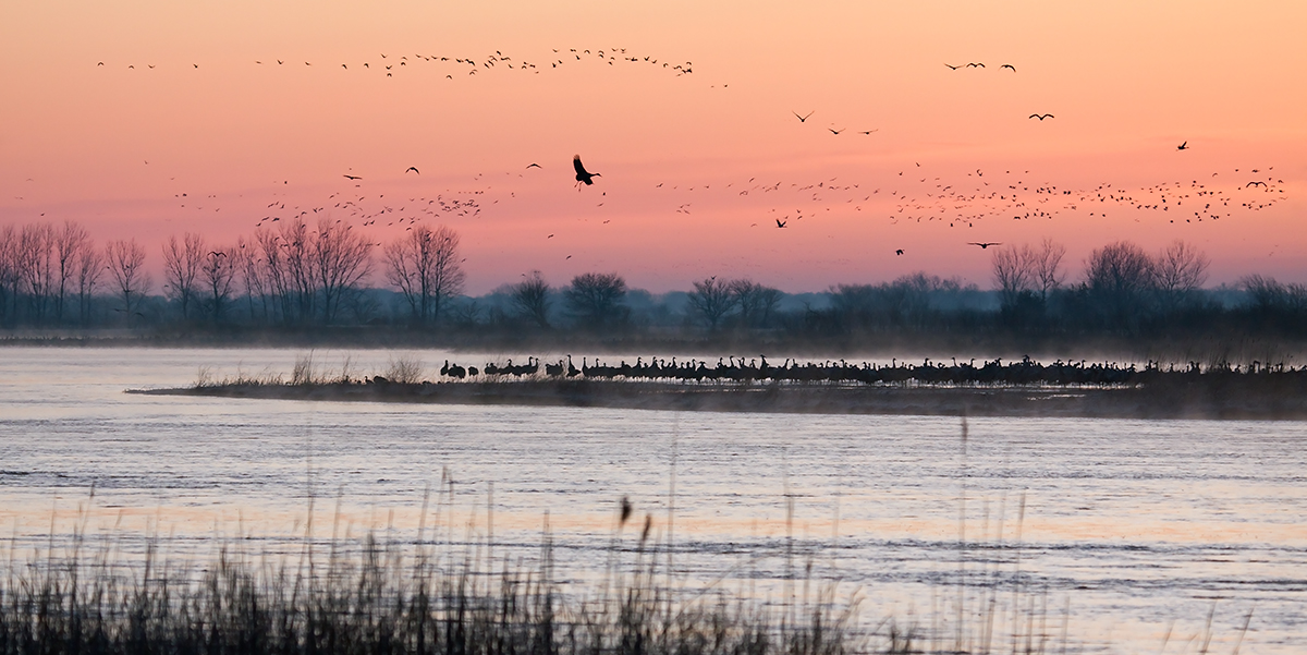 Sandhill Crane Tradition