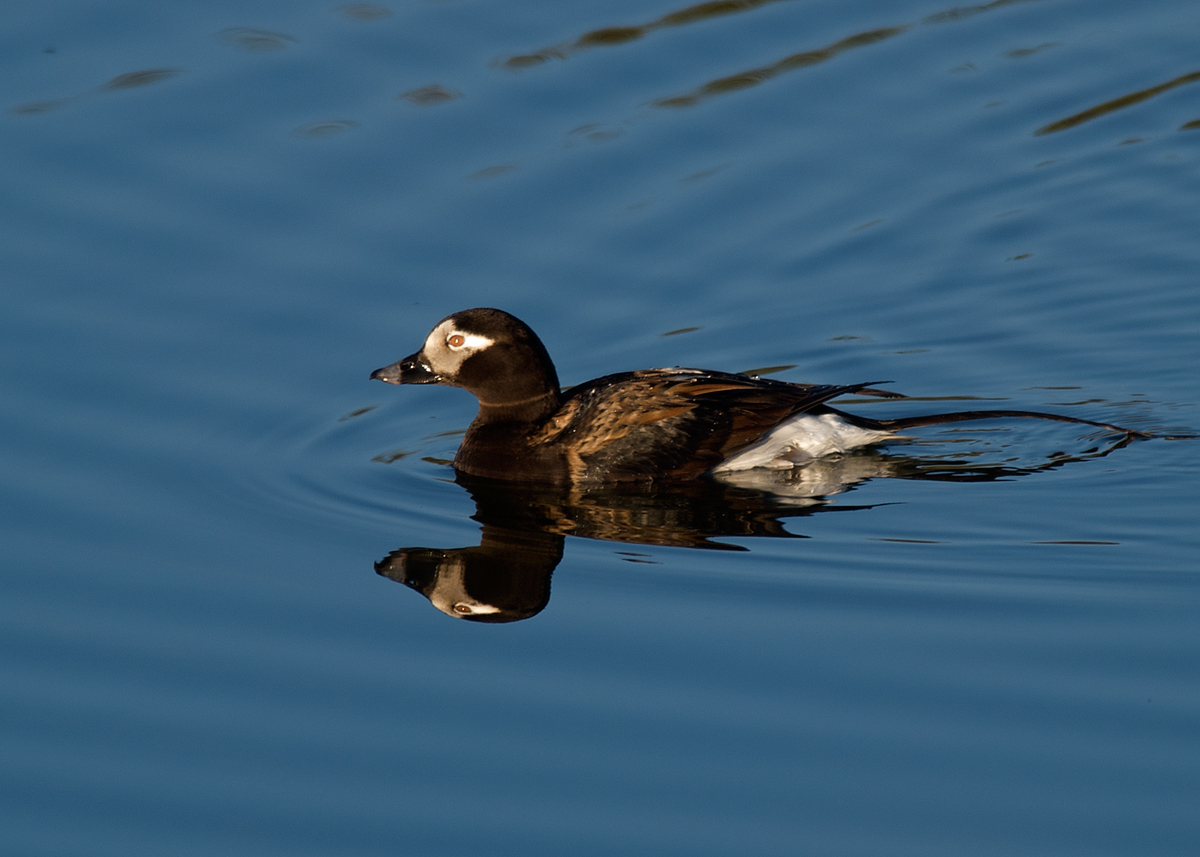 Long-tailed Duck Drake