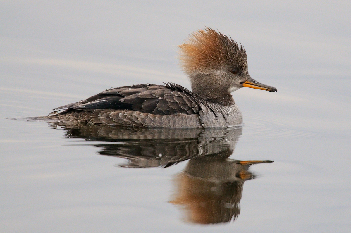 Female Hooded Merganser